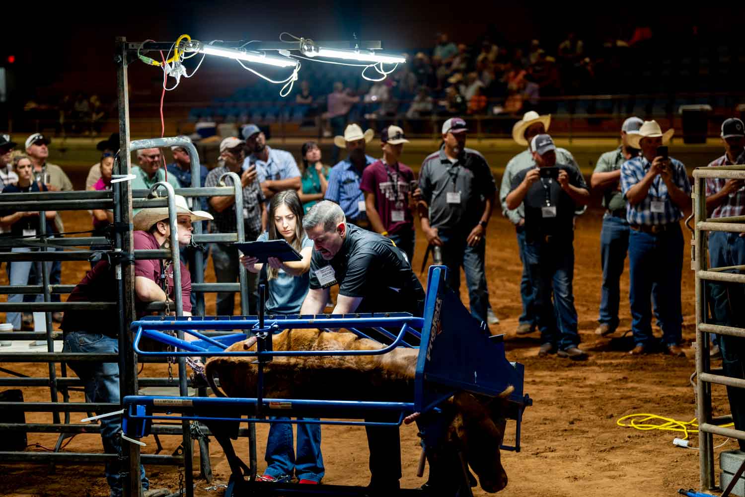 Home Beef Cattle Short Course